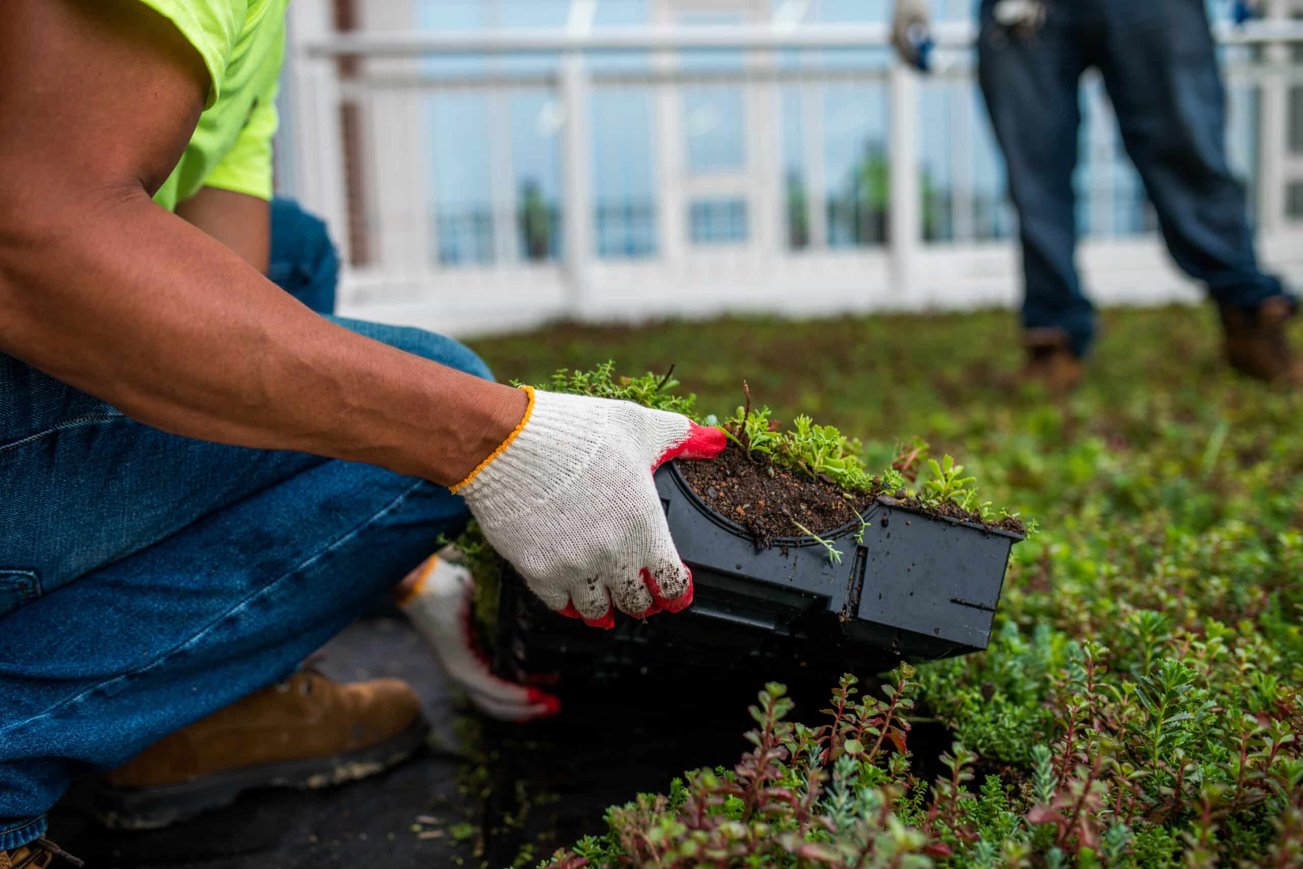 Intensive Vegetated Roof - Kalkreuth Roofing and Sheet Metal